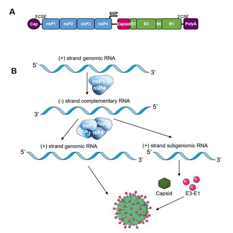 Alphavirus genome and replication: (A) a schematic view of an ...