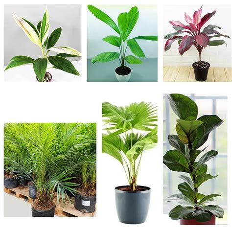 Pack of Beautiful Foliage Plant, Houseplant - Nursery Nisarga