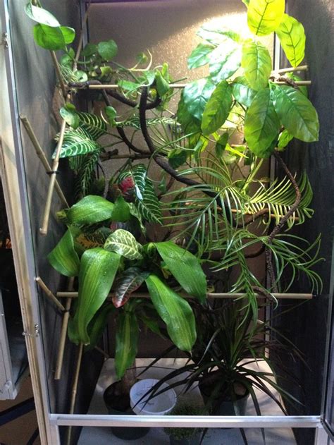 1000+ images about Future chameleon habitat ideas on Pinterest | Home ...