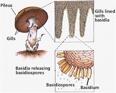 Phylum Basidiomycota—The Basidiomycetes (Club Fungi)