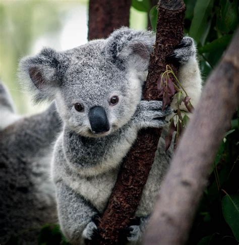 cute little baby koala | Tiny Animal-y Things | Pinterest