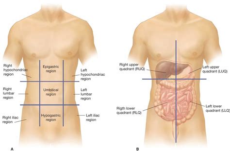 The Spleen Is Located in Which Abdominopelvic Region