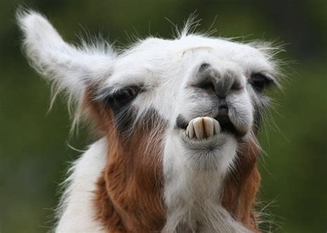 Funny Llama Face | Funny Animals