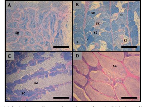 Figure 1 from Broodstock management and hormonal manipulations of fish ...