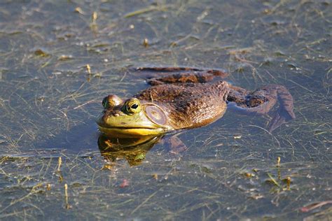 American Bullfrog (Lithobates catesbeianus) | Fraser Valley Invasive ...