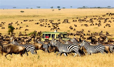 Tanzania safari with a French speaking guide