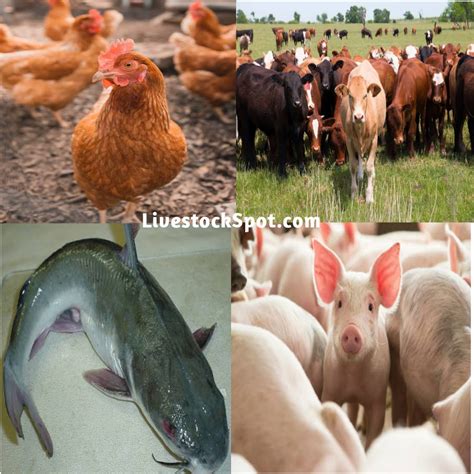 Ways To Improve Livestock Farming In Nigeria | LivestockSpot