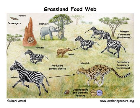 Food Webs and Energy - The Savanna