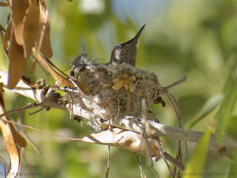 How small is a hummingbird nest?