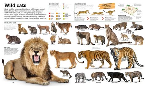 Cat Breeds Of The World Poster | Care About Cats