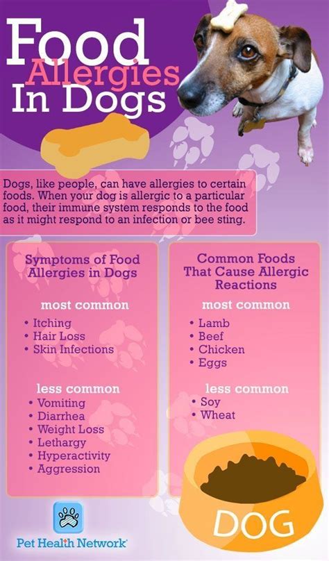 10 Best Dog Foods for Allergies: The Ultimate Buying Guide! - Furry Folly