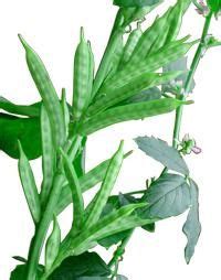 Guar Gum Plant - Latest Price from Manufacturers, Suppliers & Traders