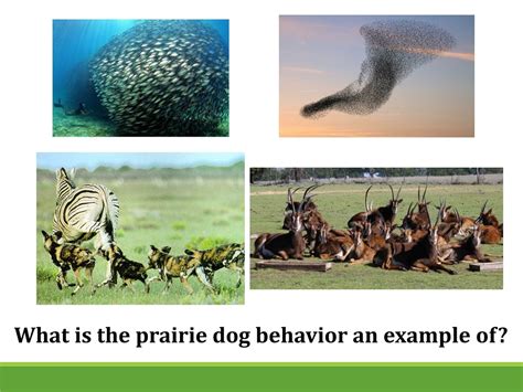 PPT - Animal Behavior PowerPoint Presentation, free download - ID:1158146