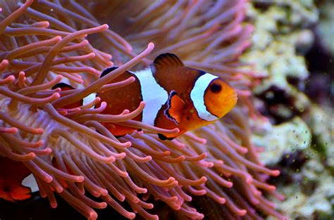 The Clownfish (AKA Nemo) Could Soon Disappear From The Face Of The ...