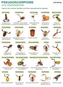 Pseudoscorpion - Types, Lifespan, Size, Diet, Habitat, & Pictures