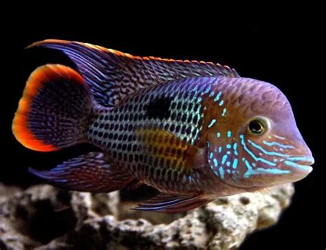 Green Terror Cichlid: Feeding, Breeding, and Disease Guide