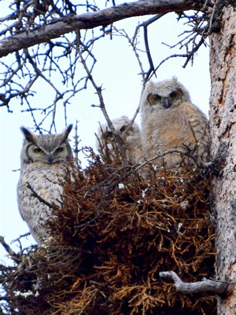 20 Amazing Wildlife Photos in Yellowstone National Park | Birds and Blooms