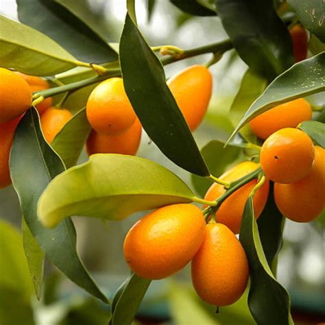 Kumquat Tree | LA Landscape Supply