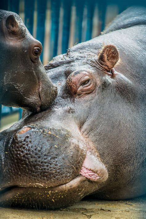 Mommy s first kiss | Hippopotamus, Animals beautiful, Animals wild