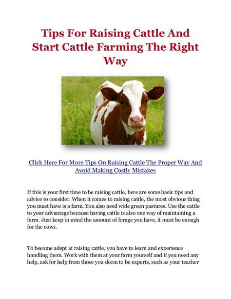 Tips For Raising Cattle And Start Cattle Farming The Right Way