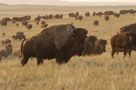 Kansas Research Shows Reintroducing Bison on Tallgrass Prairie Doubles ...