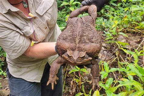 ‘Toadzilla’: Record-breaking cane toad found in Queensland in Australia