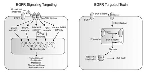 Strategies to target EGFR in tumor cells. A) EGFR signaling targeting ...