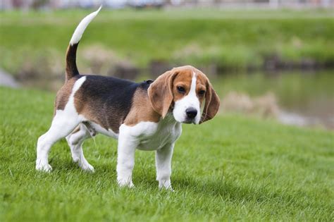 All About Beagles! Facts & Information - WagBrag.com