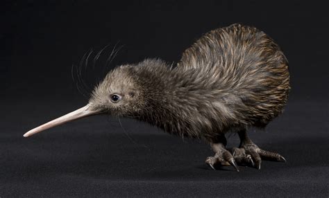 Watch: Kiwi Hatching | Smithsonian's National Zoo and Conservation ...