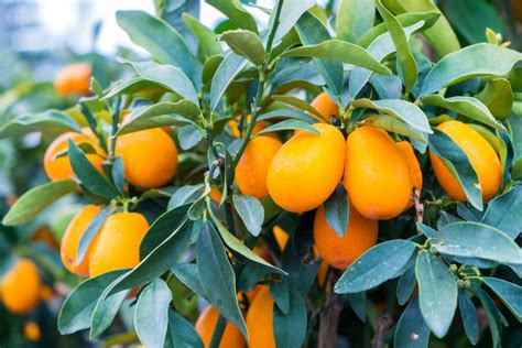 Kumquat Trees - Louie's Nursery & Garden Center - Riverside CA