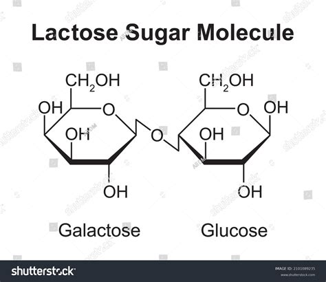 Lactose Sugar Molecules Glucose Galactose Vector Stock Vector (Royalty ...