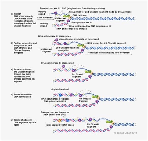 อันดับหนึ่ง 101+ ภาพ กระบวนการ Dna Replication อัปเดต