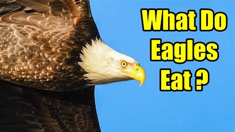 What do Eagles Eat? – Bald Eagle Diet - YouTube