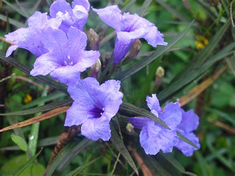 Ruellia tuberosa (Acanthaceae) image 25049 at PhytoImages.siu.edu