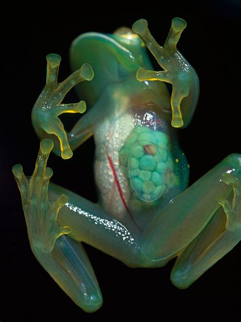 The Transparent Glass Frogs, Which Internal Organs Are Visible Through ...