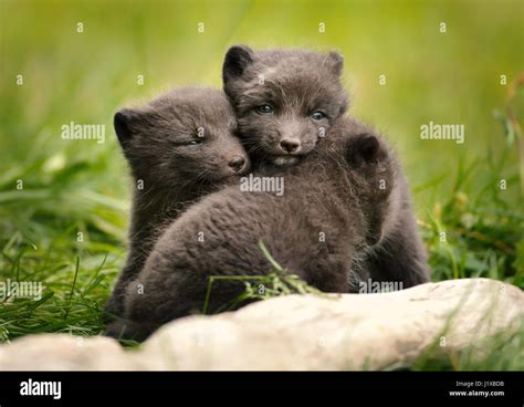 Arctic fox cubs playing Stock Photo - Alamy