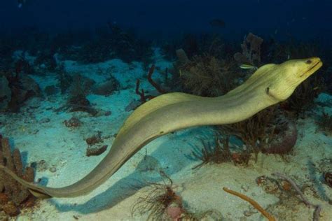 Eel Facts, Types, Reproduction, Life Cycle, Classification, Pictures