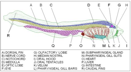 Sea Lamprey Anatomy Diagram | Quizlet