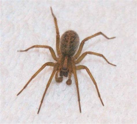 How to Identify Venomous House Spiders - Dengarden