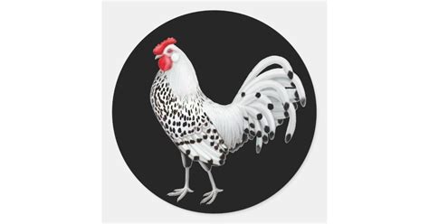 Silver Spangled Hamburg Rooster Sticker | Zazzle