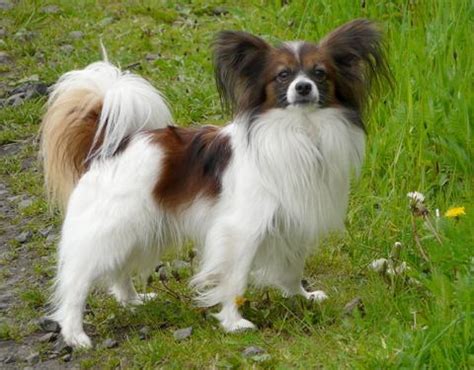 Papillon Dog Info, Temperament, Lifespan, Shedding, Puppies, Pictures