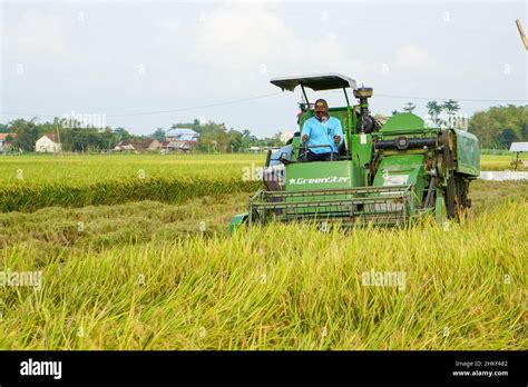 Automatic rice harvester machine is being used to harvest the fields ...