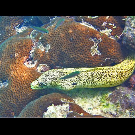 Yellow Moray Eel! | This yellow moray eel was an unexpected … | Flickr