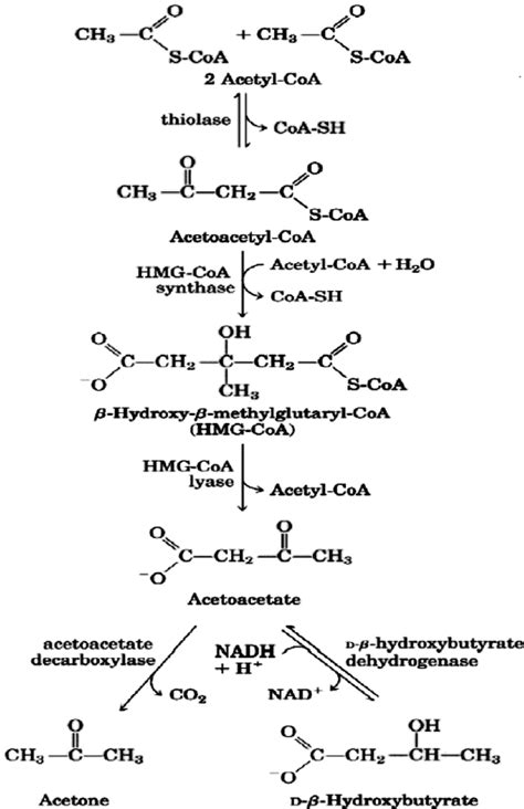 Pathway of ketone bodies’ formation from acetyl-CoA. | Download ...