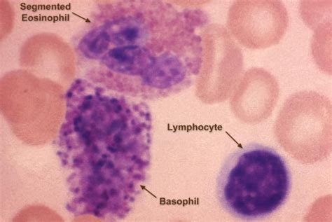 White Blood Cels - Granulocytes and Agranulocytes