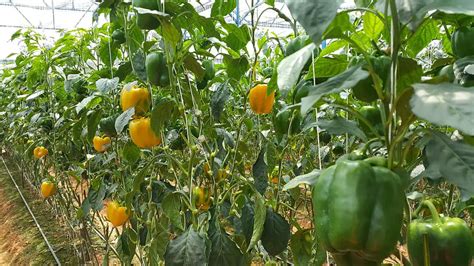 How To Grow Bell Peppers: Useful Tips For Growing Bell Peppers