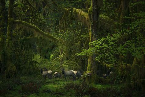 Olympic National Forest | Flickr Blog