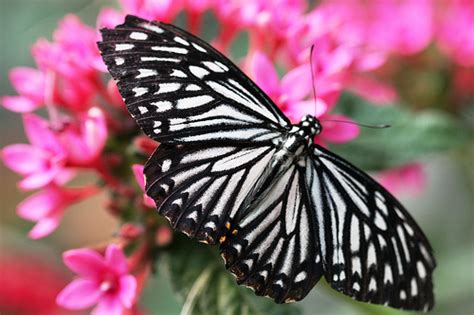 Zebra Butterfly - Insects Morphology