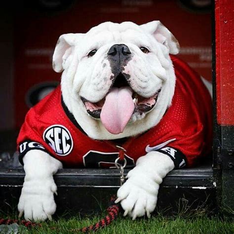 17 Best images about GEORGIA BULLDOGS on Pinterest | Football, Merry ...