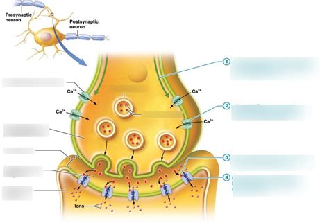 The Synapse Diagram | Quizlet